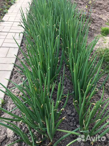 Лук зеленый