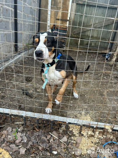 Американский стаффорд