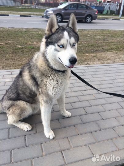 Сибирская хаски