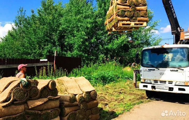 Рулонный газон с укладкой и гарантией