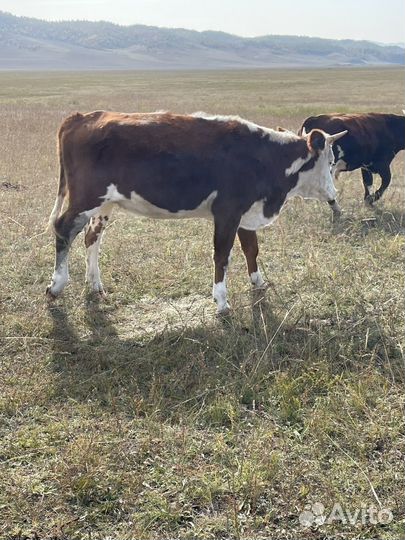 Быки на племя