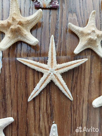 Настоящие морские звезды и ракушки