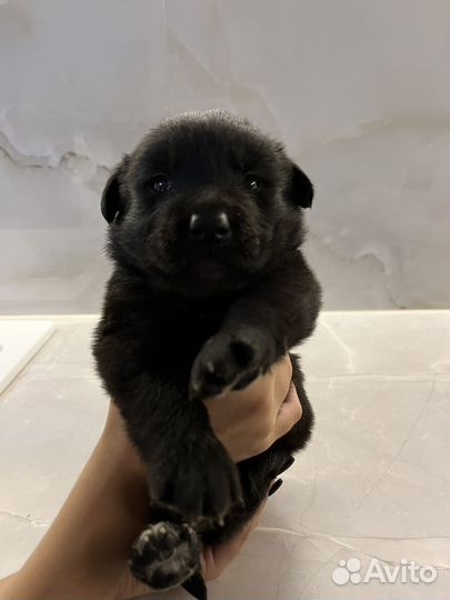 Щенки лабрадора