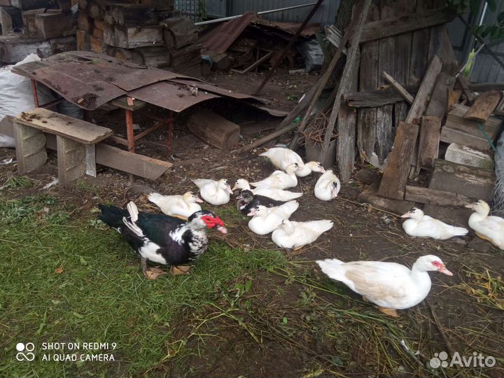 Мускусные утята