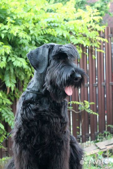 Щенок ризеншнауцера