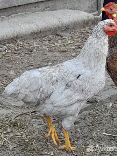 Молодые петушки