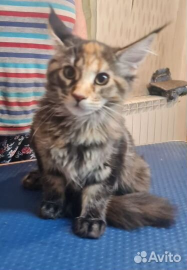 Котята мейн-кун