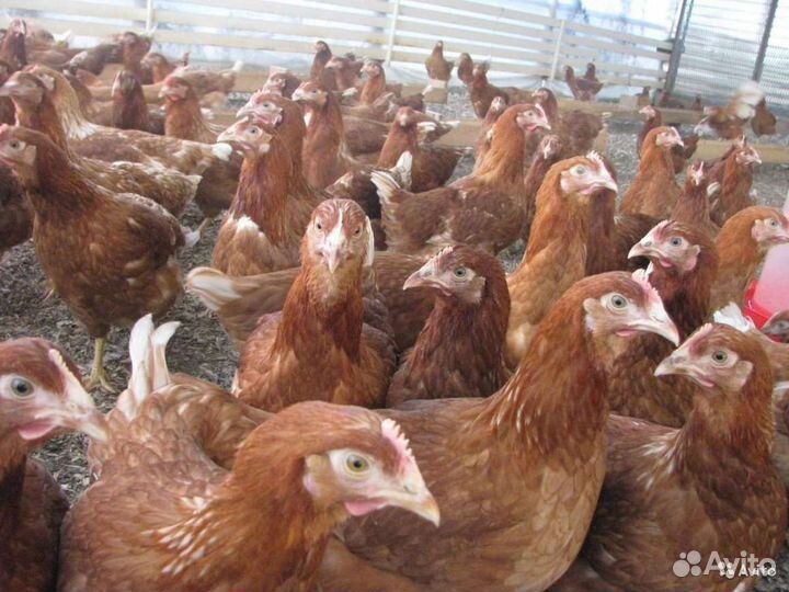 Куры молодки несушки