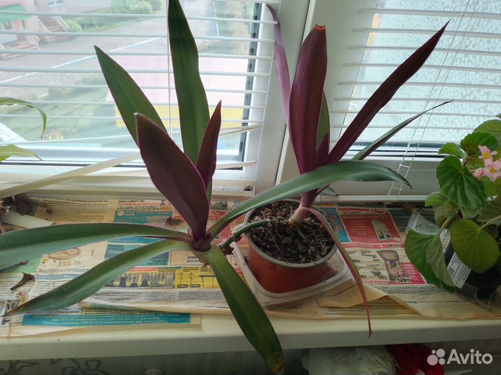 Отдам бесплатно комнатные цветы