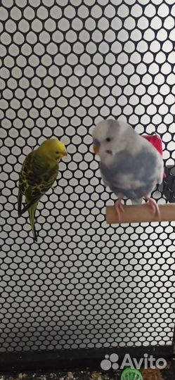 Волнистые попугайчики (пара) в просторной клетке