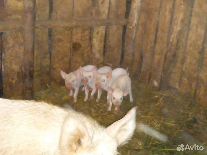 Поросята