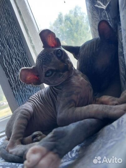 Сфинкс Эльф