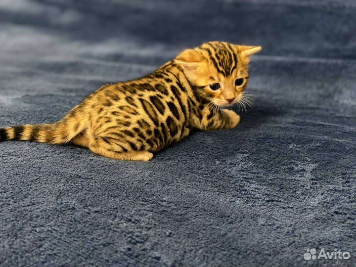 Бенгальская