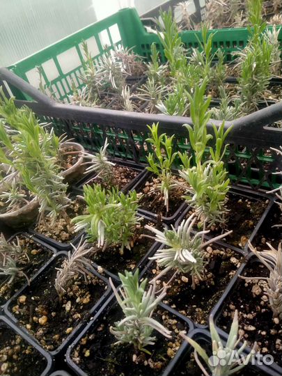 Лаванда розовая