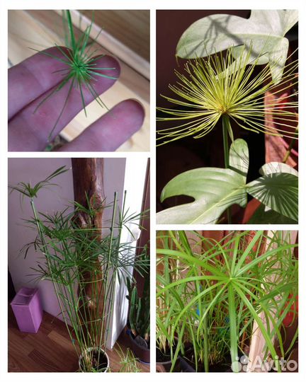 Циперус, церопегия