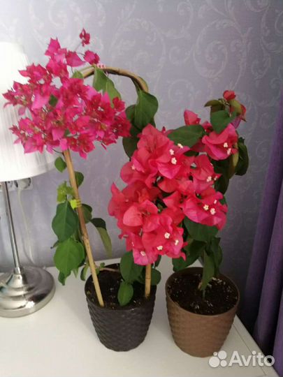 Бугенвиллии разные