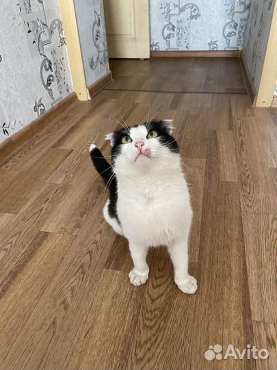 Отдадим кота в добрые руки