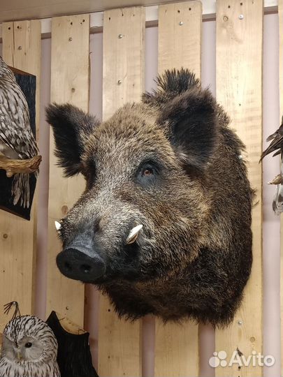 Кабан крупный