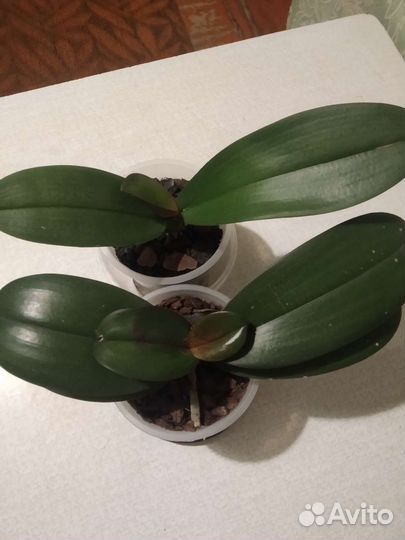 Орхидеи фаленопсис сортовые