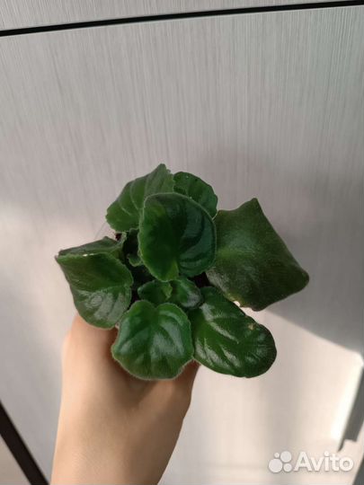 Отростки растений