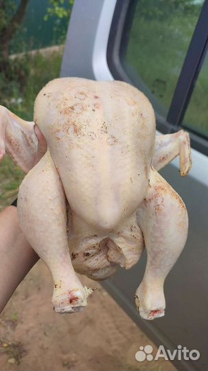 Мясо домашнего бройлера