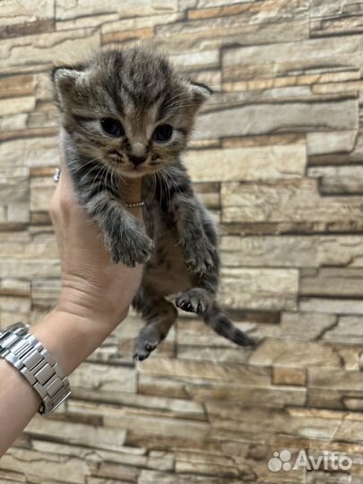 Шотландские прямоухие котята