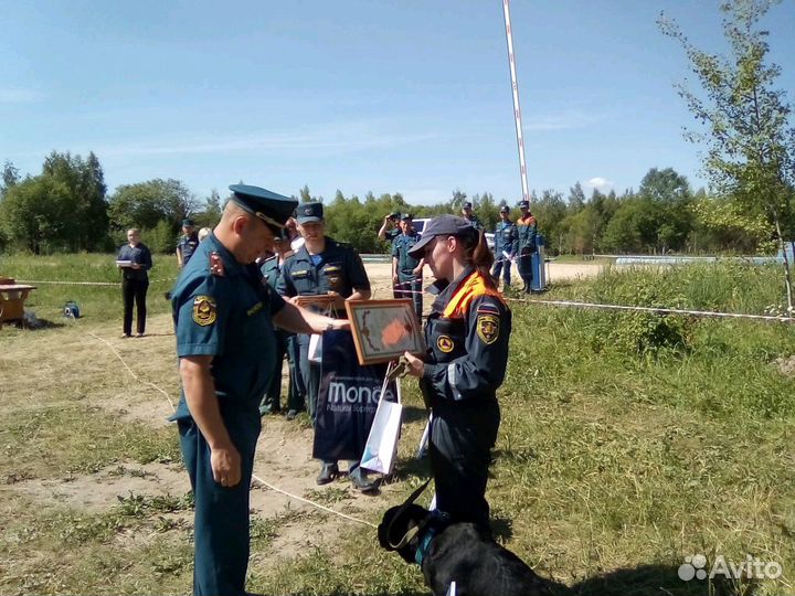 Передержка и дрессировка собак
