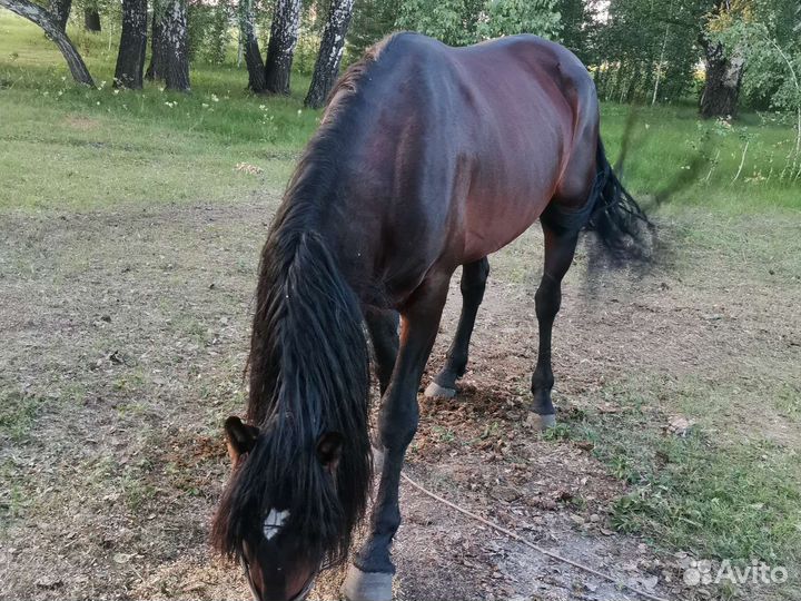 Лошадь жеребец