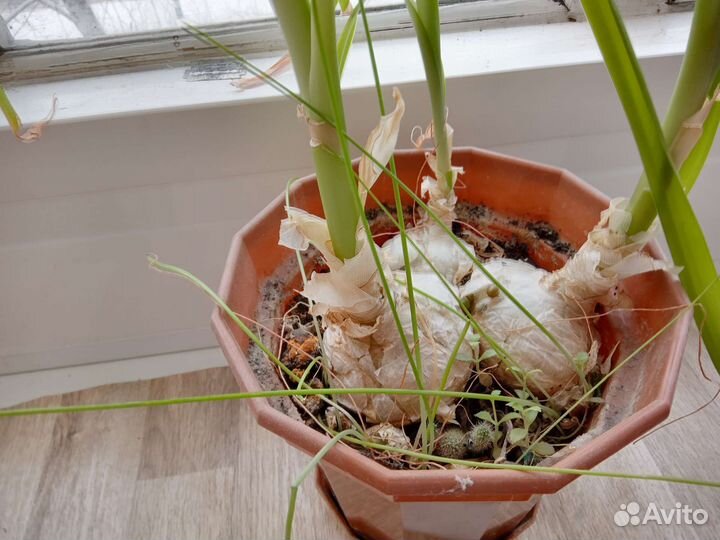 Китайский(индийский) лечебный лук