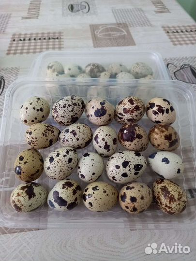 Кура свежая, яйцо куриное и перепелиное