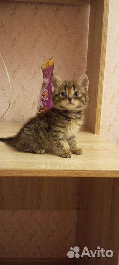 Кошка в дар бесплатно