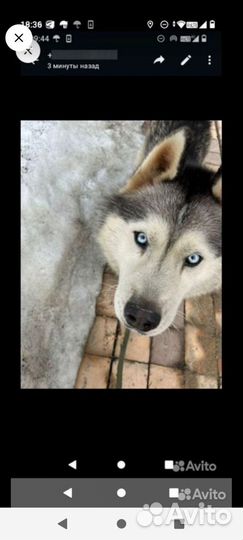 Собака в добрые руки