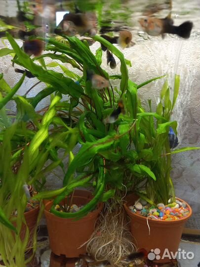 Аквариумные рыбки