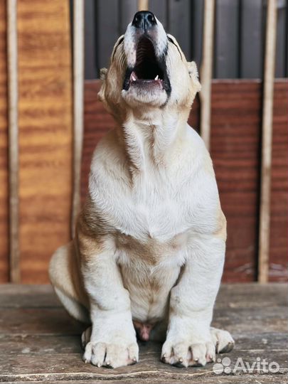 Щенок гигант