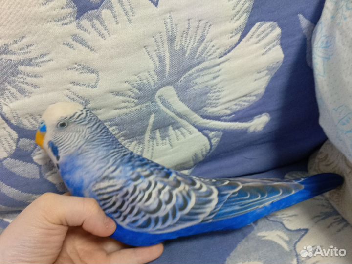 Голубь, попугай