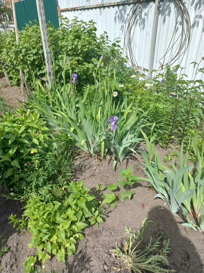 Дом 54,8 м² на участке 4 сот.