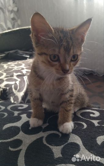 Отдам в добрые руки котят