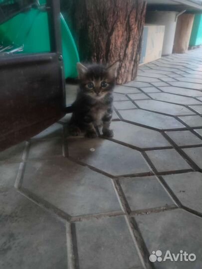 Кошки в добрые руки бесплатно