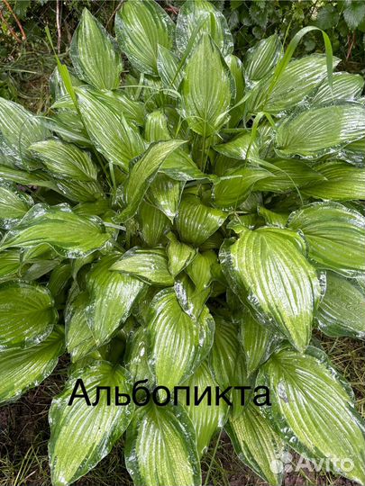 Хоста растение набор