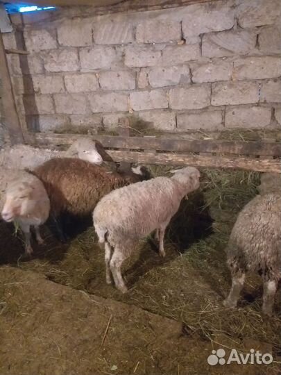 Овцы бараны ягнята
