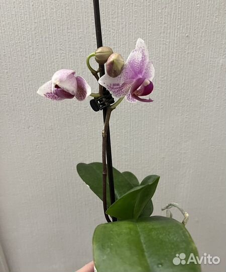 Орхидея фаленопсис Роттердам