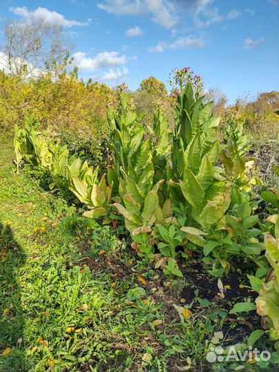 Семена табака