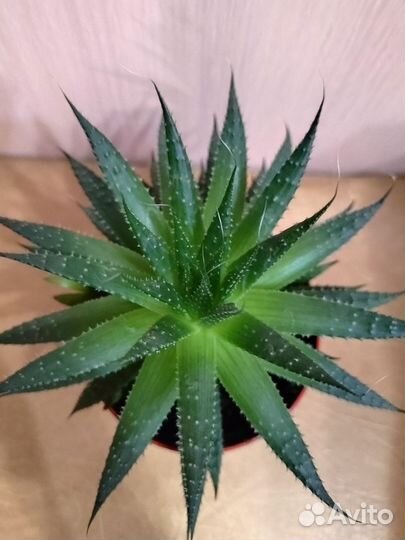 Алоэ остистое суккуленты