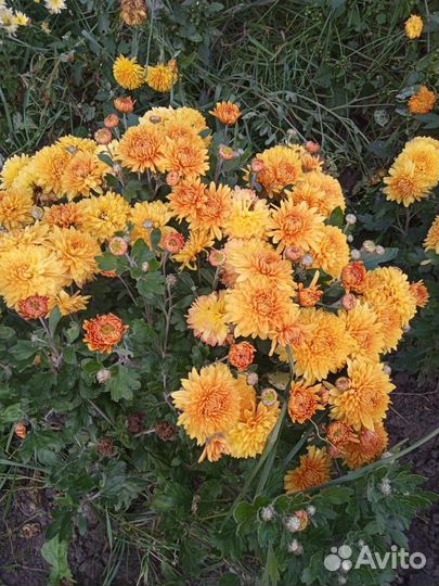 Хризантема