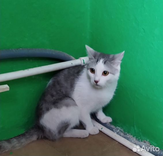 В добрую семью