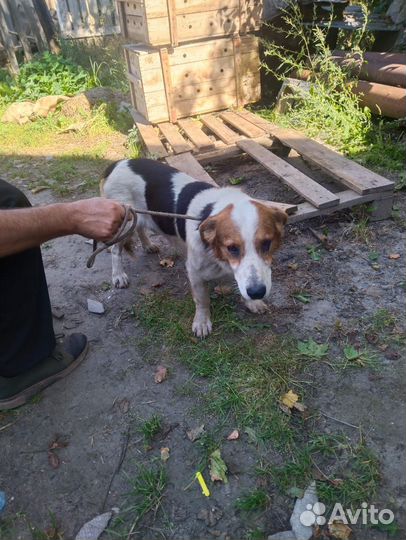 Эстонская гончая