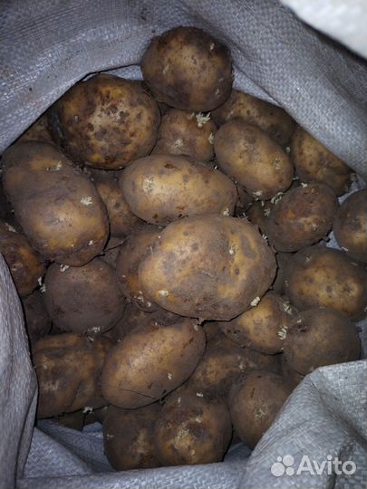 Продам картофель