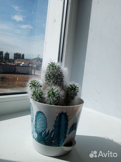 Кактусы разные