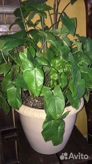 Комнатные цветы