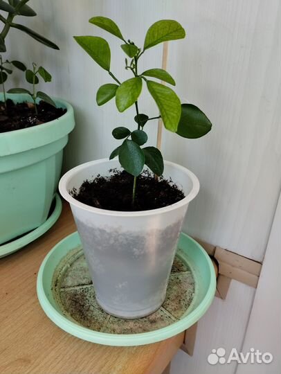 Муррайя метельчатая